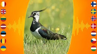 Bird Sounds Northern Lapwing [upl. by Ardnued]