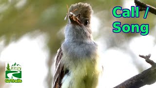 Great crested flycatcher call  song  sound  Bird [upl. by Rento]