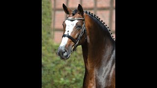 Balou du Rouet  Stallion Collection Schockemoehle 2021 ENG [upl. by Haimirej]