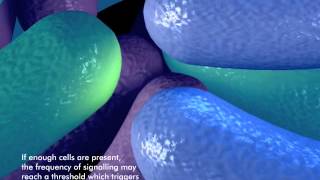 How bacteria form a biofilm [upl. by Naugal]