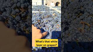 White layer on wine grapes redwine winemaking napavalley [upl. by Anirroc]