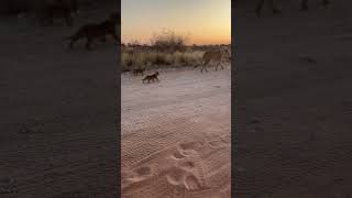 Lioness and her cubs africanlionsafari wildlife lioncubs botswana kgalagadi [upl. by Sherwood233]