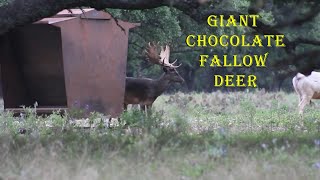 South Texas Fallow Deer and Axis Deer Hunting with Nomad Hunts [upl. by Janene]