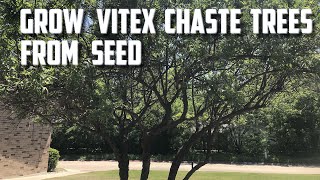 Grow Vitex Chaste Trees From Seed [upl. by Eniamrehc]