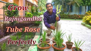 How to Grow and Care TUBEROSE or Rajnigandha in the Perfect Way [upl. by Stan474]