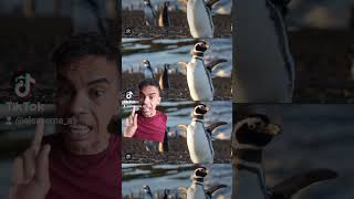 Pingüinos EN RIESGO en Argentina [upl. by Llenrahs]