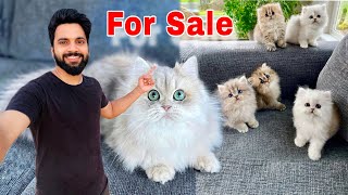 Persian Cats For Sale  Royal Canin Food maintain kitten  Persian cat price in india  persian cat [upl. by Yole]