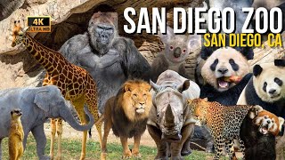 San Diego Zoo 4K Walking Tour Unveiling the NEW Giant Panda Habitat [upl. by Ennovihc15]