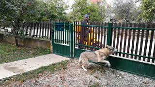 Czechoslovakian Wolfdogs Reaction When See the Postman [upl. by Seugirdor]