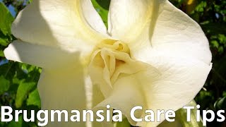 Brugmansia Angels Trumpet Care Tips [upl. by Lilithe]