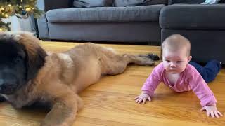 Tummy time training  Leonberger puppy amp baby [upl. by Akinet]