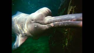 Amazon River Dolphin Sound Effect [upl. by Hernandez467]