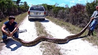 Python hunters take on Florida Everglades snake problem [upl. by Styles]