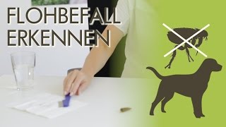 Flöhe beim Hund  Wie erkenne ich Flohbefall [upl. by Acimaj]