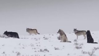 These Wolves Are Hungry for Elk  BBC Earth [upl. by Collin143]