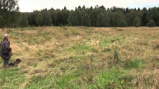 Spaniel training on Partridge [upl. by Ossie]