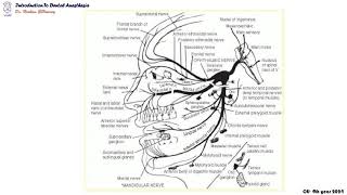 07 Introduction to innervation of the face [upl. by Mylander]