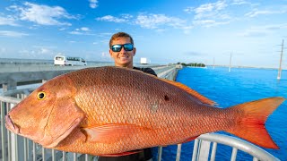 Most EXPENSIVE Fish Caught off Pier Catch Clean Cook Florida Keys Bridge Fishing [upl. by Pachton25]