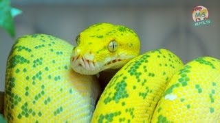 Reptil TV  Folge 50  Morelia viridis  Chondro  Grüner Baumpython  Teil 1 [upl. by Sirred]