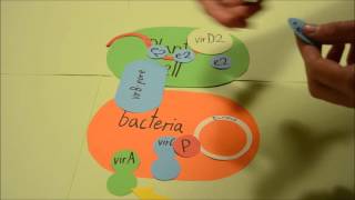 Transformation by Agrobacterium tumefaciens [upl. by Genevieve]