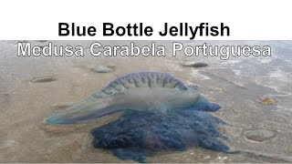 Blue Bottle Jellyfish 🎐 Australian Beach Dangerous Animals Medusa Carabela Portuguesa en la Playa [upl. by Eillom]