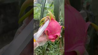 Farm Fresh Ninja Fruit Cutting 🍓🍑🍅 ripe dragon fruit cuttingskills fruit [upl. by Kristina]