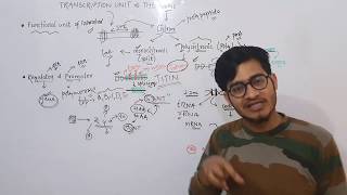 Transcription Unit amp the GENE Monocistronic amp Polycistronic arrangement by Vipin Sharma [upl. by Sheeree]