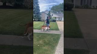 Two big powerful dogs learning how to work as a team on the leash dogs dogtraining pitbull [upl. by Edlihtam]