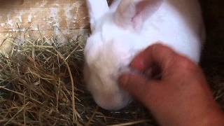 How to care for a rabbit with blocked tear duct [upl. by Phelgon138]