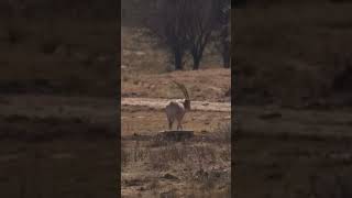 Semitar oryx hunting hunting africa oryx [upl. by Enymzaj]