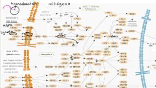 Ejemplo de una vía de transducción de señal  Biología  Khan Academy en Español [upl. by Oster367]