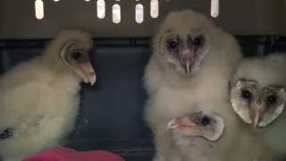 The Ghostly Noises of Baby Barn Owls [upl. by Ennaed]