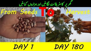 How to Grow Castor plant from Seed to Harvest  Day by Day  ارنڈ کا پودا [upl. by Enimisaj]