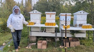 2023 Honey Harvest Carniolan Vs Italian Honey Production results with AutoFrames [upl. by Jase]