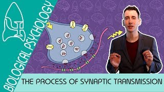 Synaptic Transmission  Biological Psychology AQA ALevel [upl. by Odelinda]