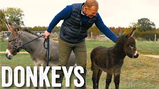 Thinking of keeping donkeys  Adam Hensons Farm Diaries  Ep23 [upl. by Kauffman174]