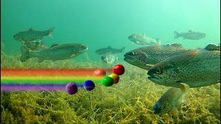 How to Catch Trout with Powerbait  Color SHOWDOWN Amazing Underwater Trout Strikes and Reactions [upl. by Gargan]