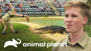 ¡Robert Irwin primera demostración alimentando cocodrilos  Los Irwin  Animal Planet [upl. by Retsevel10]