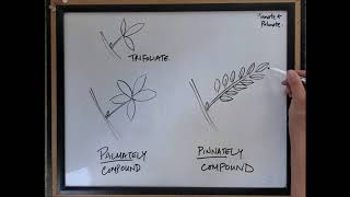 Pinnate vs palmate compound leaves  Tree ID [upl. by Karie]