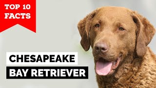 Chesapeake Bay Retriever  Top 10 Facts [upl. by O'Hara]