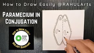 How to draw Paramecium in Conjugation  Bsc Zoology Diagram [upl. by Jilly]