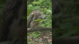 Longeared Owl Chick bouncing 🦉 [upl. by Ovatsug]