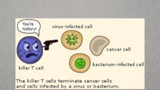 AS level J4 T lymphocytes and cell mediated immunity [upl. by Rori]