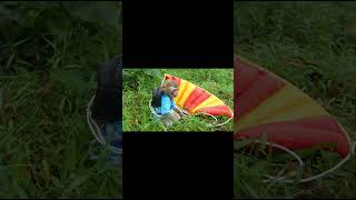 Monkey raja ne ki paragliding Monkey Raja animalht trendingshorts viralshorts animals zoo [upl. by Haramat272]