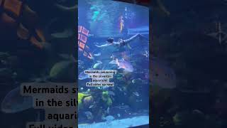 Mermaids swimming in an aquarium with lots of fish thelittlemermaid mermaidlife [upl. by Luapnaej164]