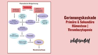 Gerinnungskaskade einfach erklärt Primäre amp Sekundäre Hämostase verstehen  Faktoren Bedeutung [upl. by Sehcaep]