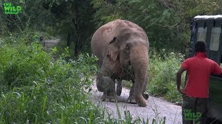 A Rescue Mission by a wildlife team Humanity at its best showing what humans can do [upl. by Etnoid]