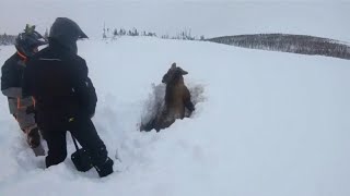 Tierischer Pannendienst  Ein Elch auf Abwegen [upl. by Eilra]