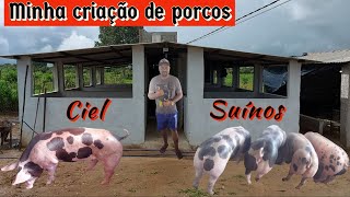 MINHA CRIAÇÃO DE PORCOS SUÍNOS 2021  CIEL SUÍNOS [upl. by Erialc838]