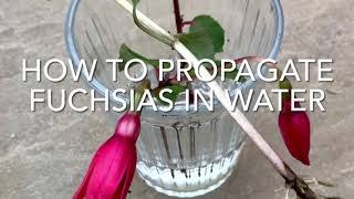 How To Propagate Fuchsias In Water Easy Fuchsia Cuttings Plant Propagation [upl. by Okime]